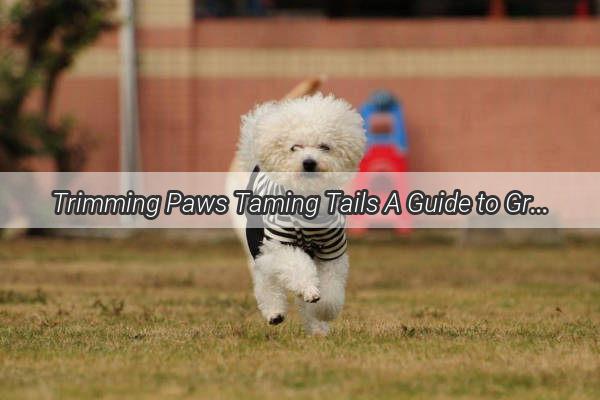 Trimming Paws Taming Tails A Guide to Grooming Your Dogs Foot Fur for Flawless Paws